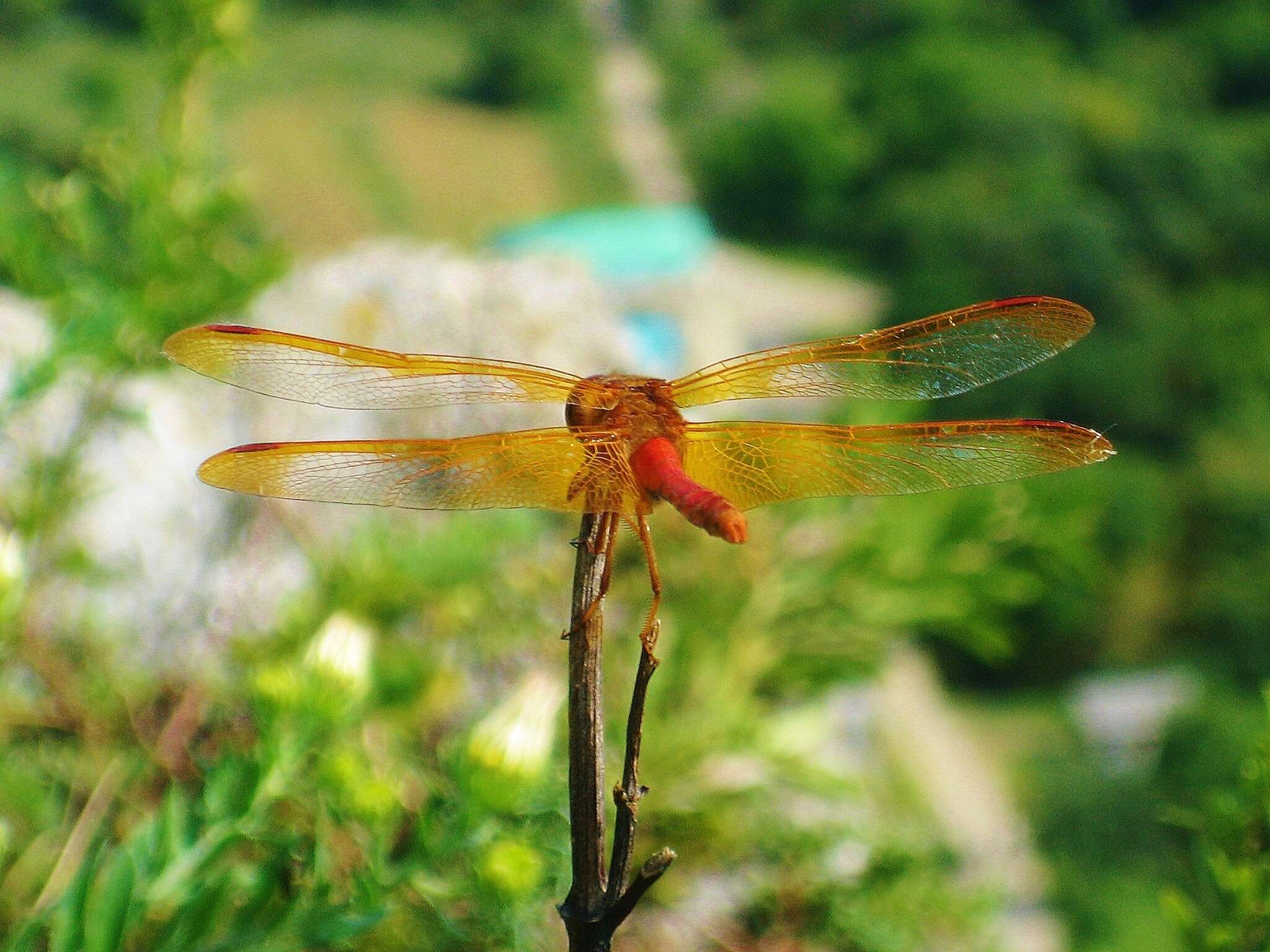 Image of Sympetrum croceolum (Selys 1883)