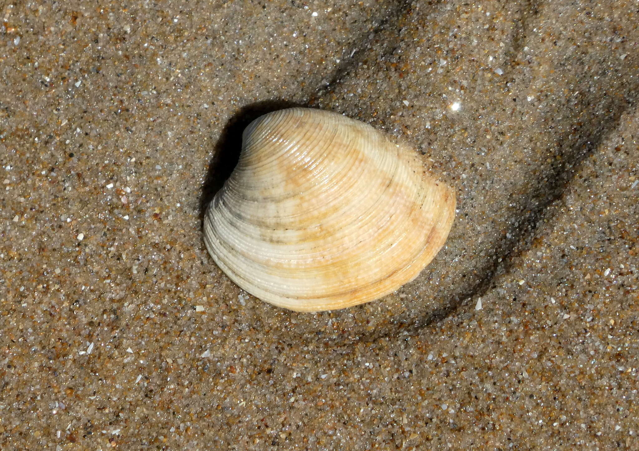 Image of striped venus clam