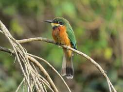 Image of Cinnamon-breasted Bee-eater