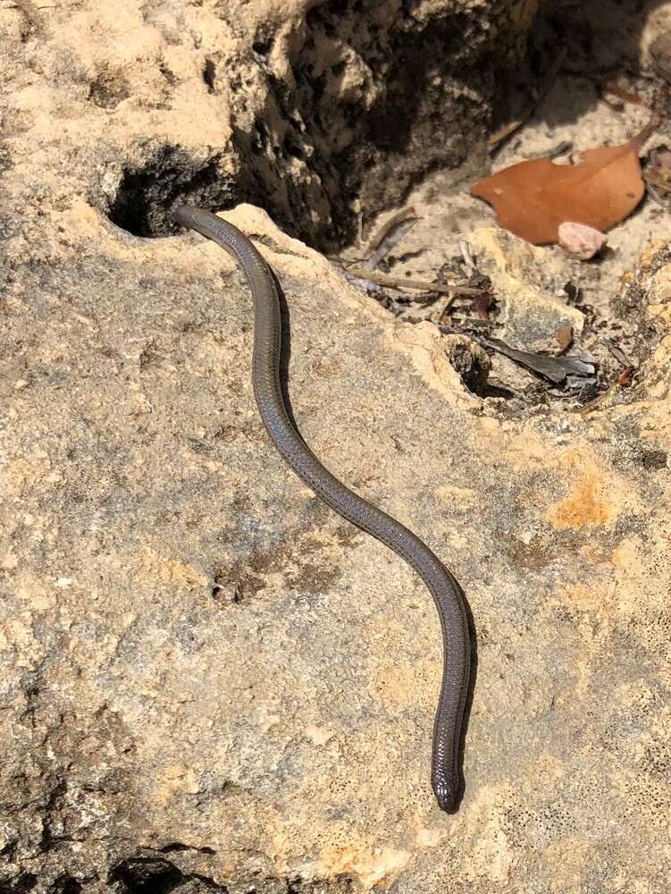 Image of Striated Worm-lizard