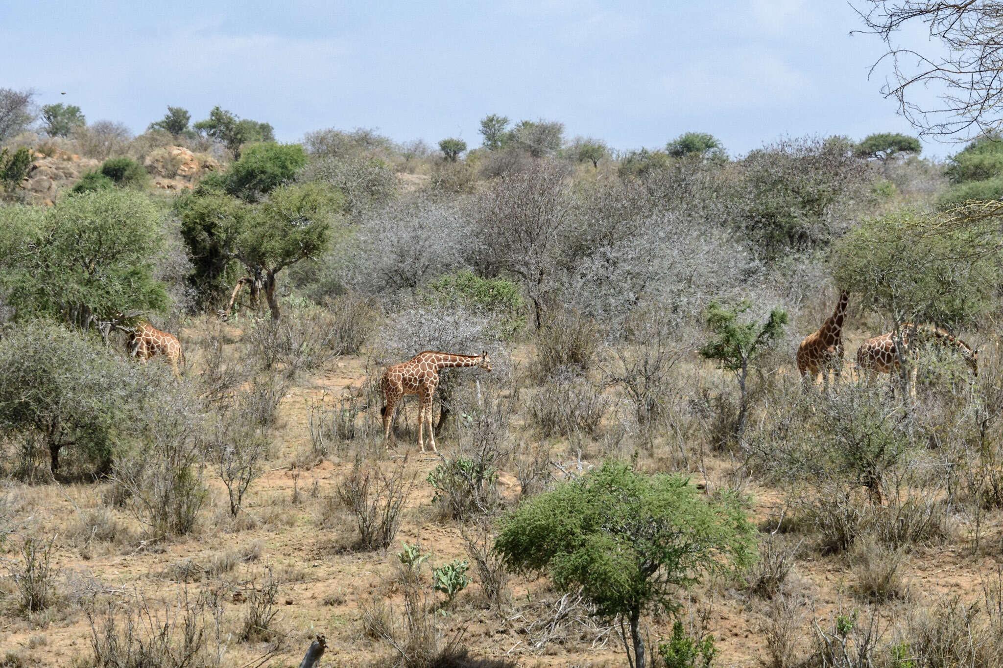 Image of reticulated giraffe