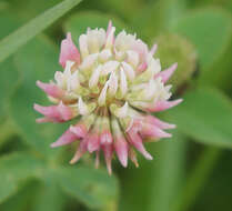 Image of alsike clover