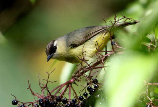 Image of Crested White-eye