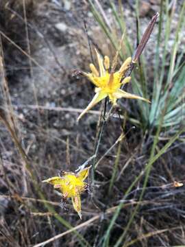 صورة Calochortus obispoensis Lemmon