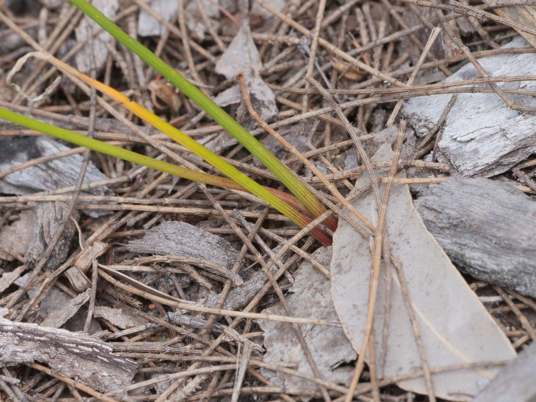 Image of Thysanotus thyrsoideus Baker