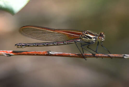 Hetaerina americana (Fabricius 1798) resmi