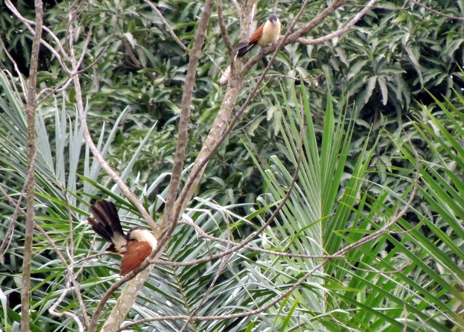 Plancia ëd Centropus senegalensis (Linnaeus 1766)