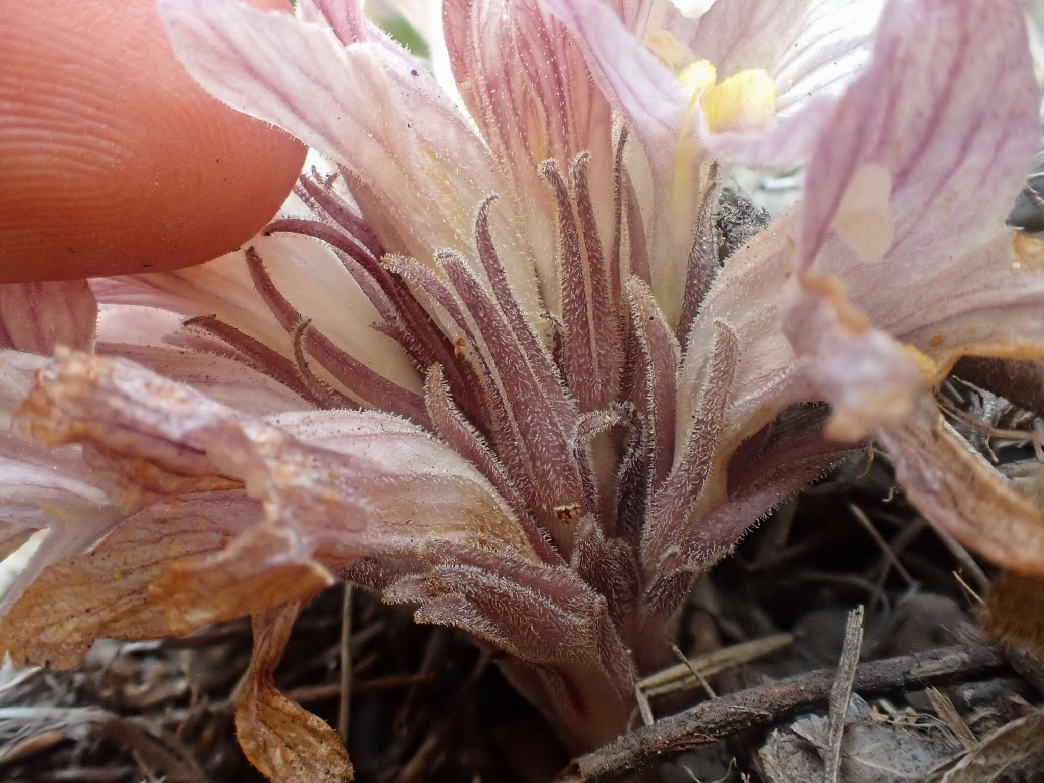 Imagem de Aphyllon californicum subsp. grande (Heckard) A. C. Schneid.