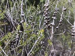 Image of mallee honeymyrtle