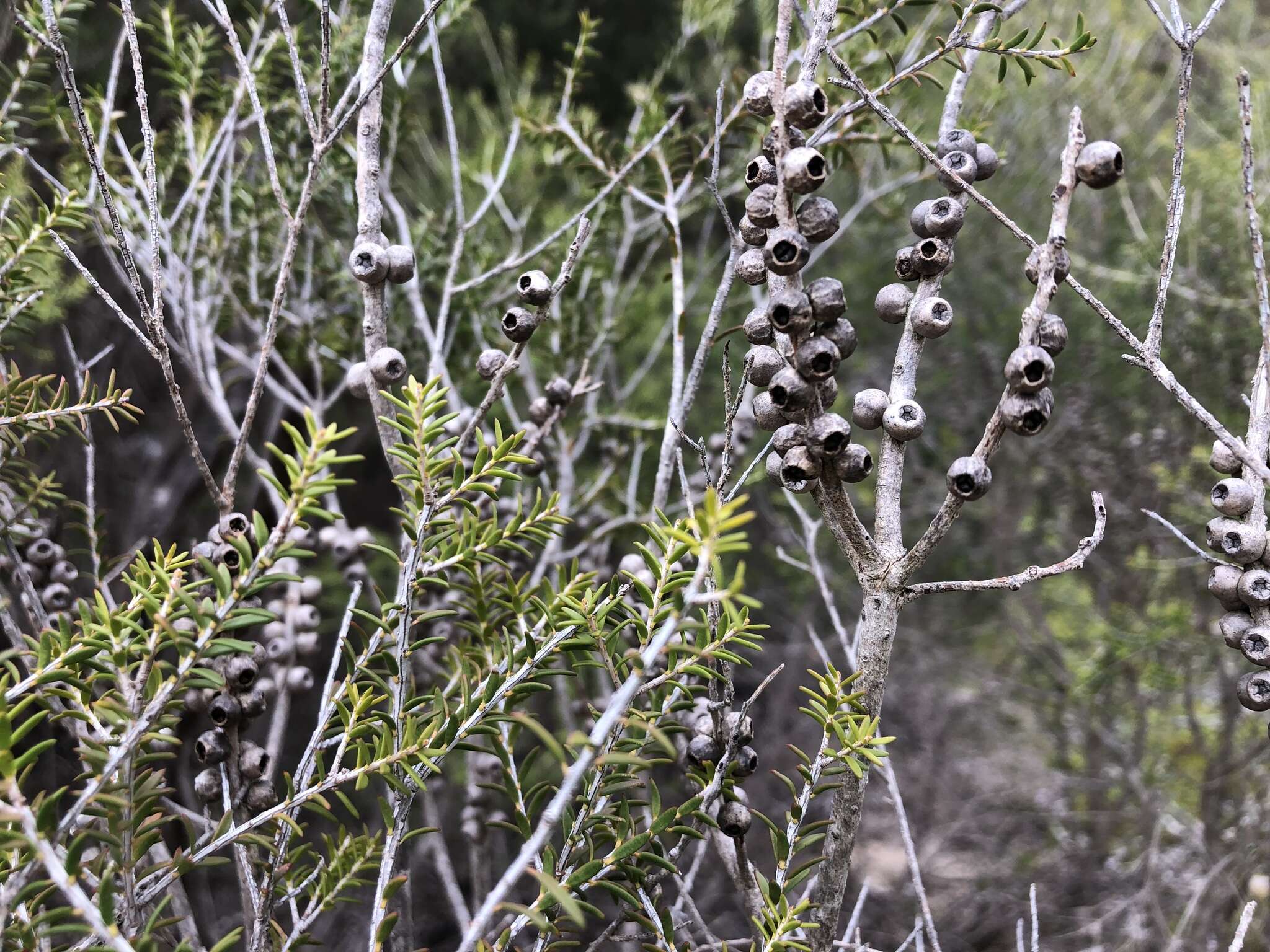 Sivun Melaleuca acuminata F. Müll. kuva