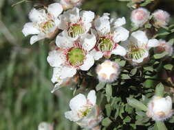 Sivun Leptospermum lanigerum (Ait.) Sm. kuva