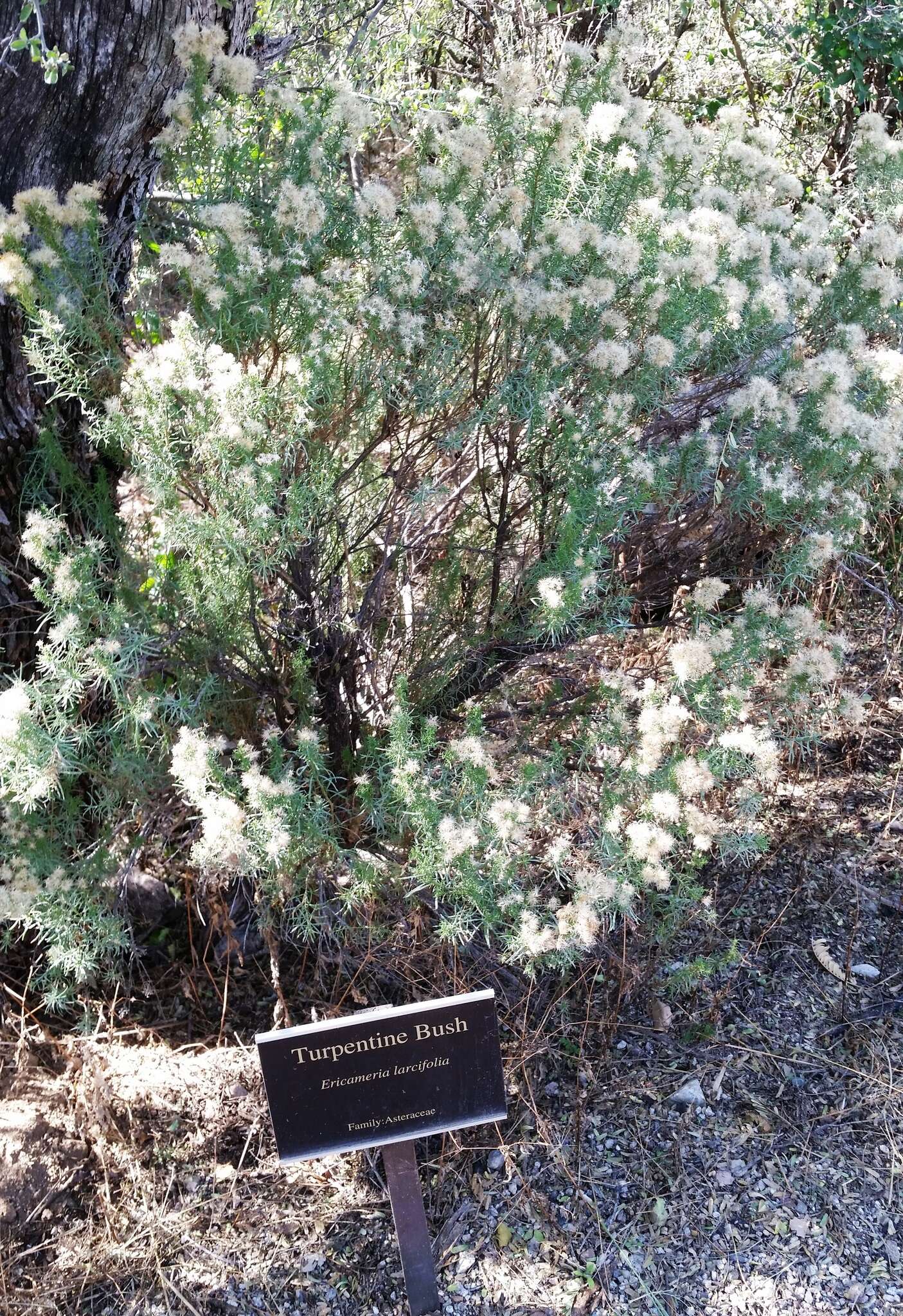 Imagem de Ericameria laricifolia (A. Gray) Shinners