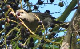 Melopyrrha violacea (Linnaeus 1758)的圖片