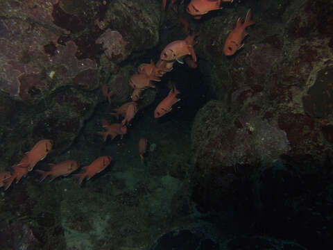 Image of Big-eye Soldierfish