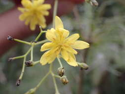 Image of Sonchus leptocephalus Cass.