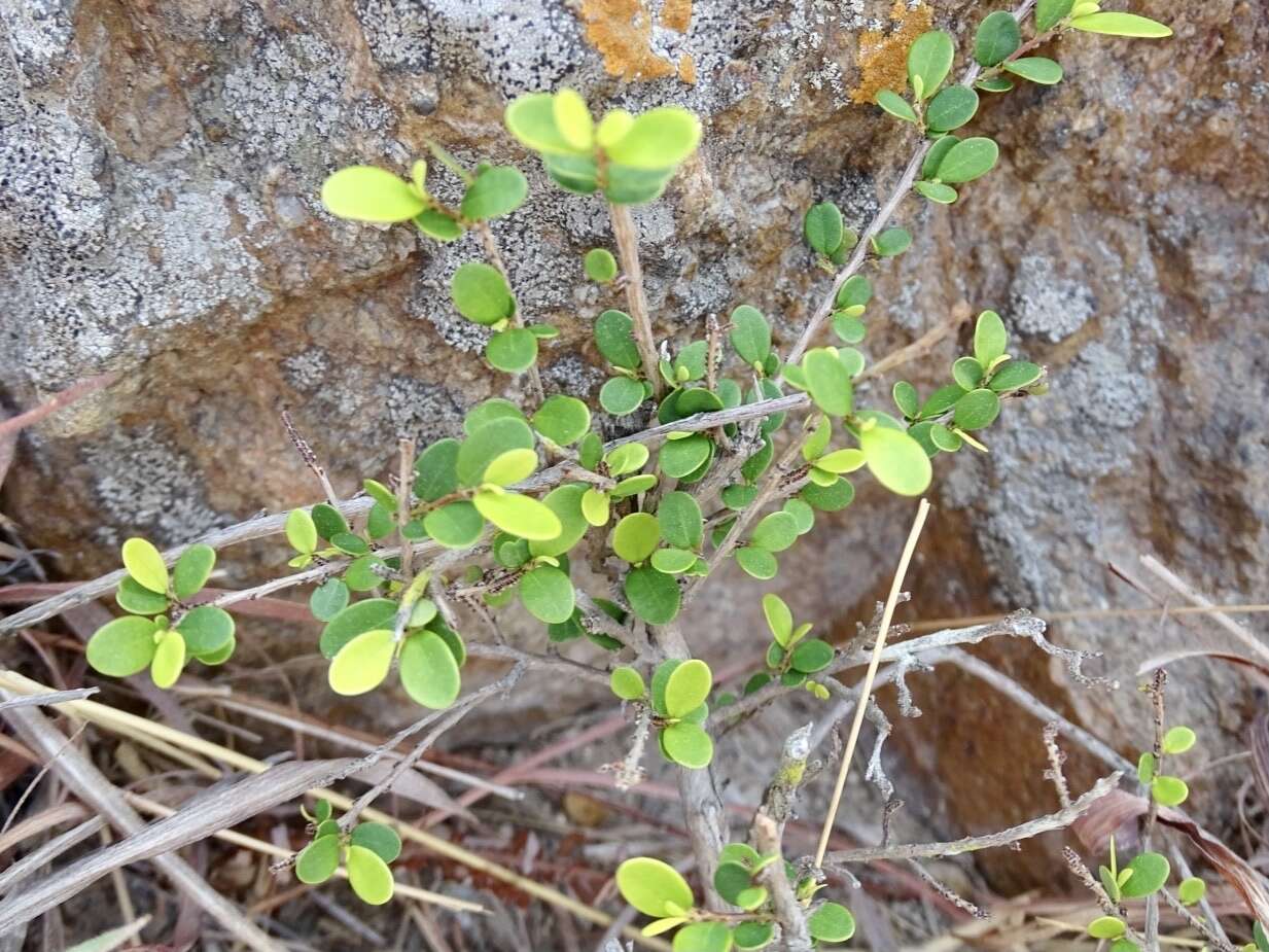 Image of Phyllanthus cochinchinensis Spreng.