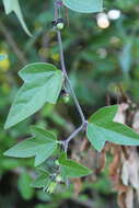 Image of Passiflora suberosa subsp. litoralis (Kunth) Port.-Utl. ex M. A. M. Azevedo, Baumgratz & Gonç.-Estev.