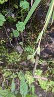Orthrosanthus monadelphus Ravenna的图像
