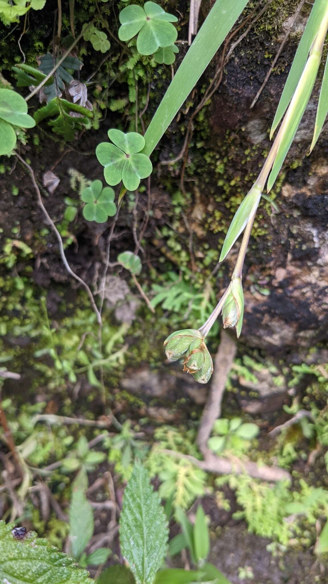 Orthrosanthus monadelphus Ravenna的图像