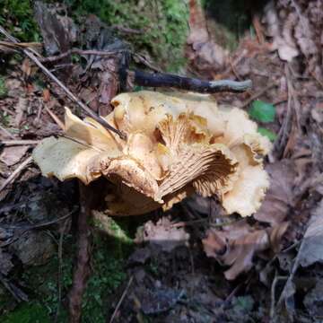 Plancia ëd Cantharellus amethysteus (Quél.) Sacc. 1887