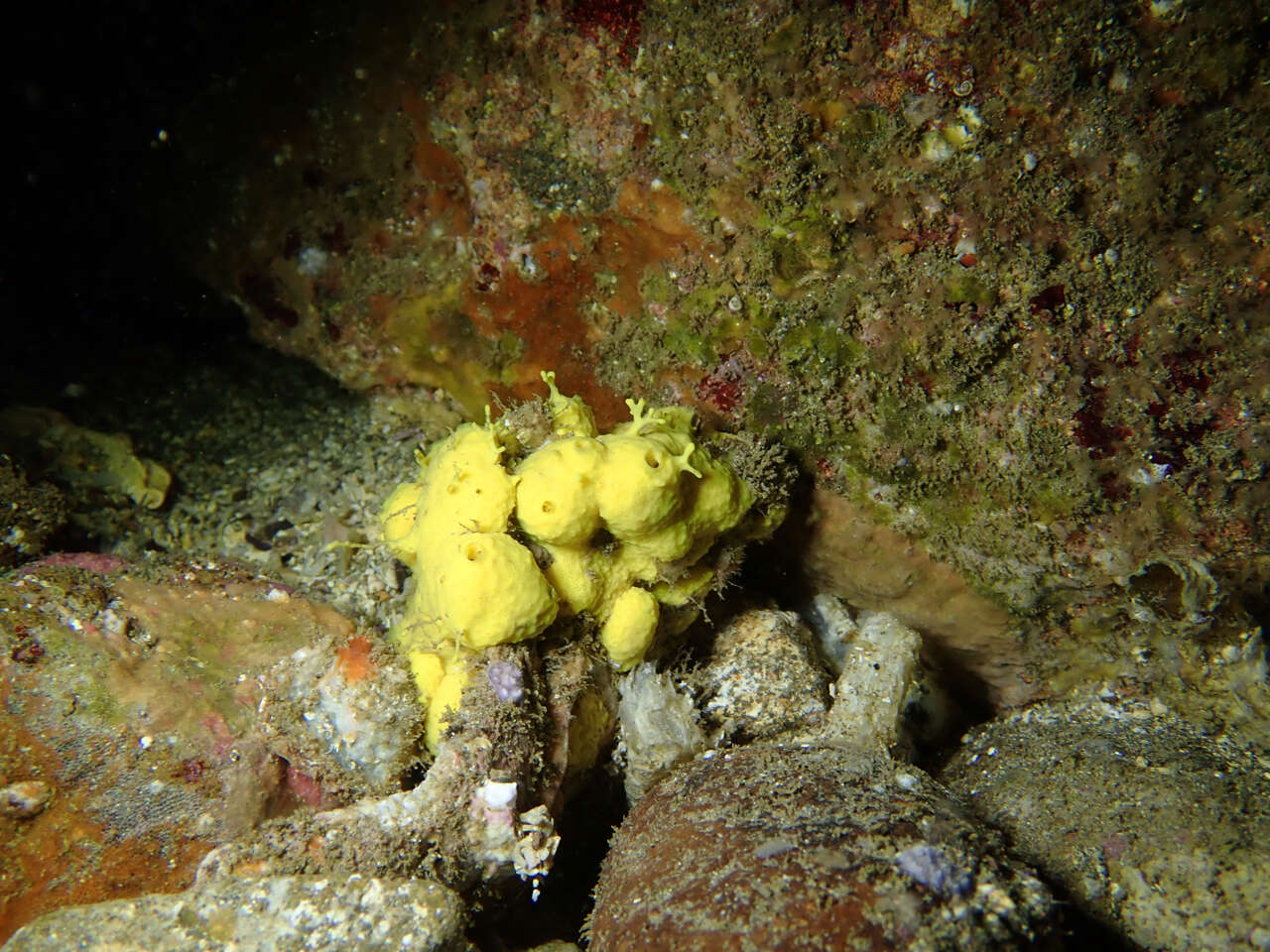 Imagem de Aiolochroia thiona (Laubenfels 1930)