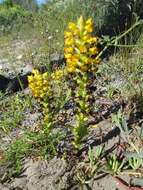 Image of Corycium crispum (Thunb.) Sw.