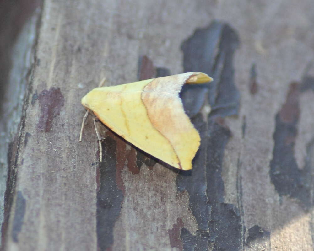 Image of Pink-bordered Yellow, Two-pronged Looper