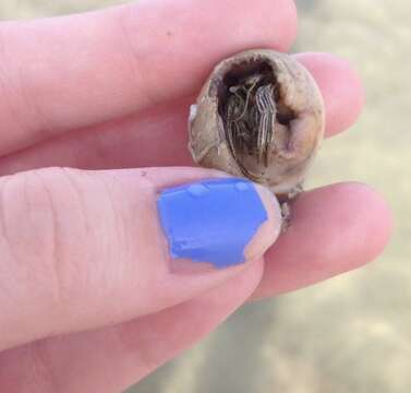 Image of Thinstripe Hermit Crab