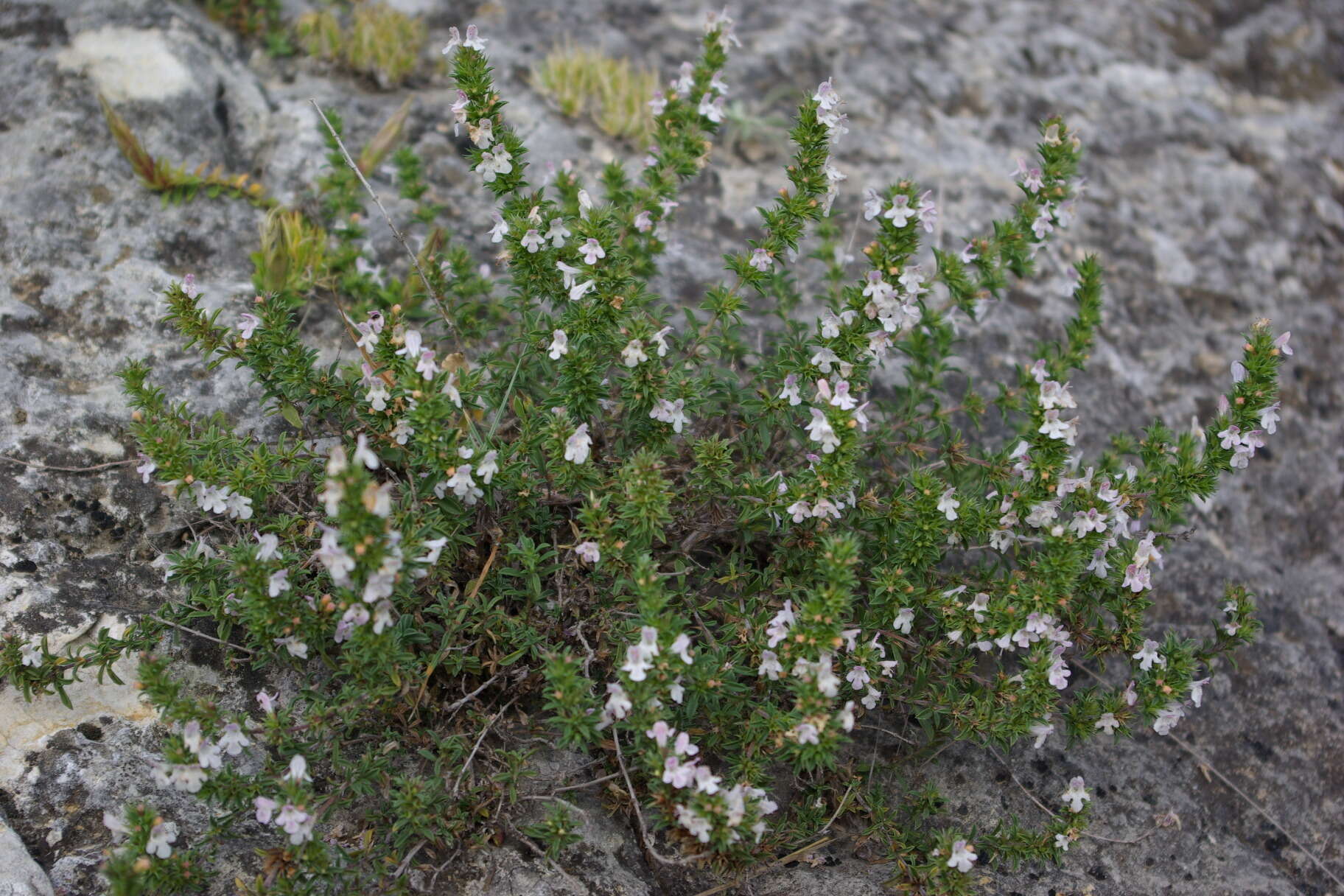 Image of Satureja intermedia C. A. Mey.