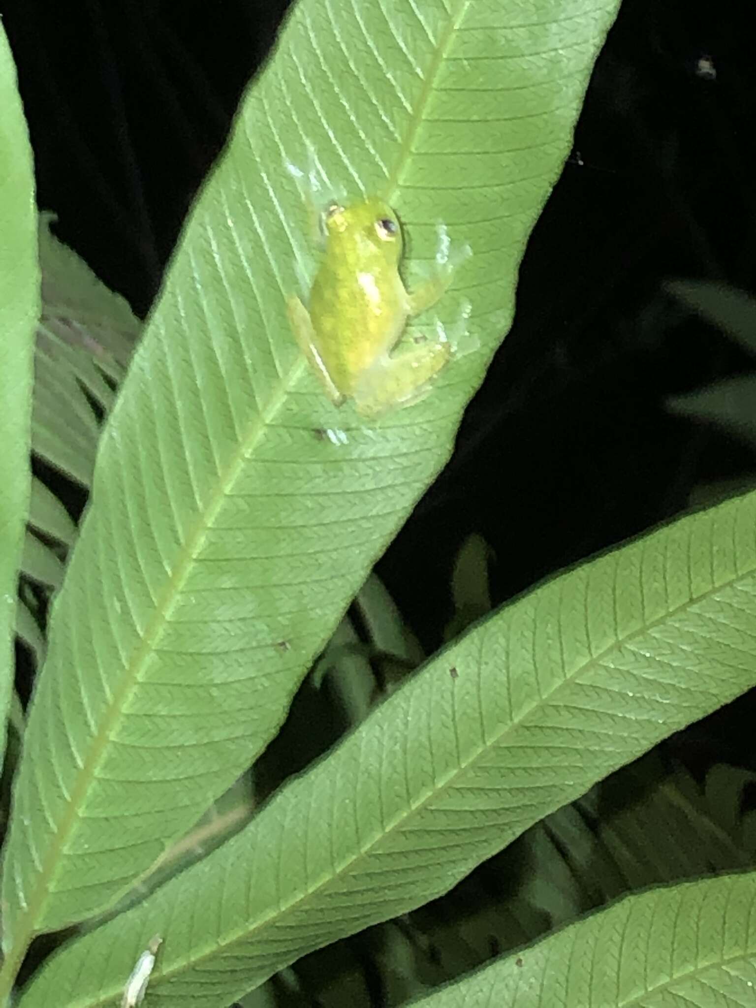 Image of Rio Azuela Glass Frog