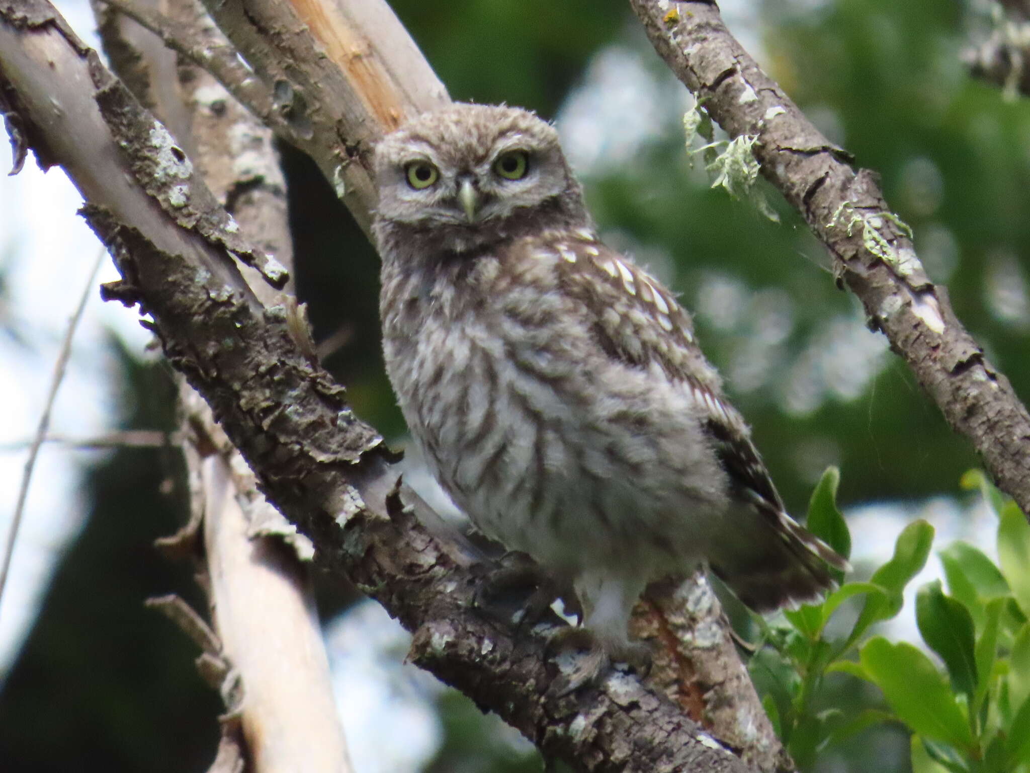 Image of Athene noctua vidalii Brehm & AE 1857