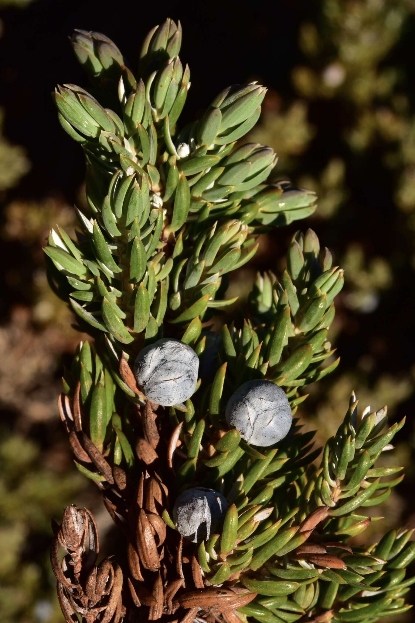 Plancia ëd Juniperus communis var. kelleyi R. P. Adams