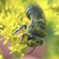 Imagem de Colletes simulans armatus Patton 1879