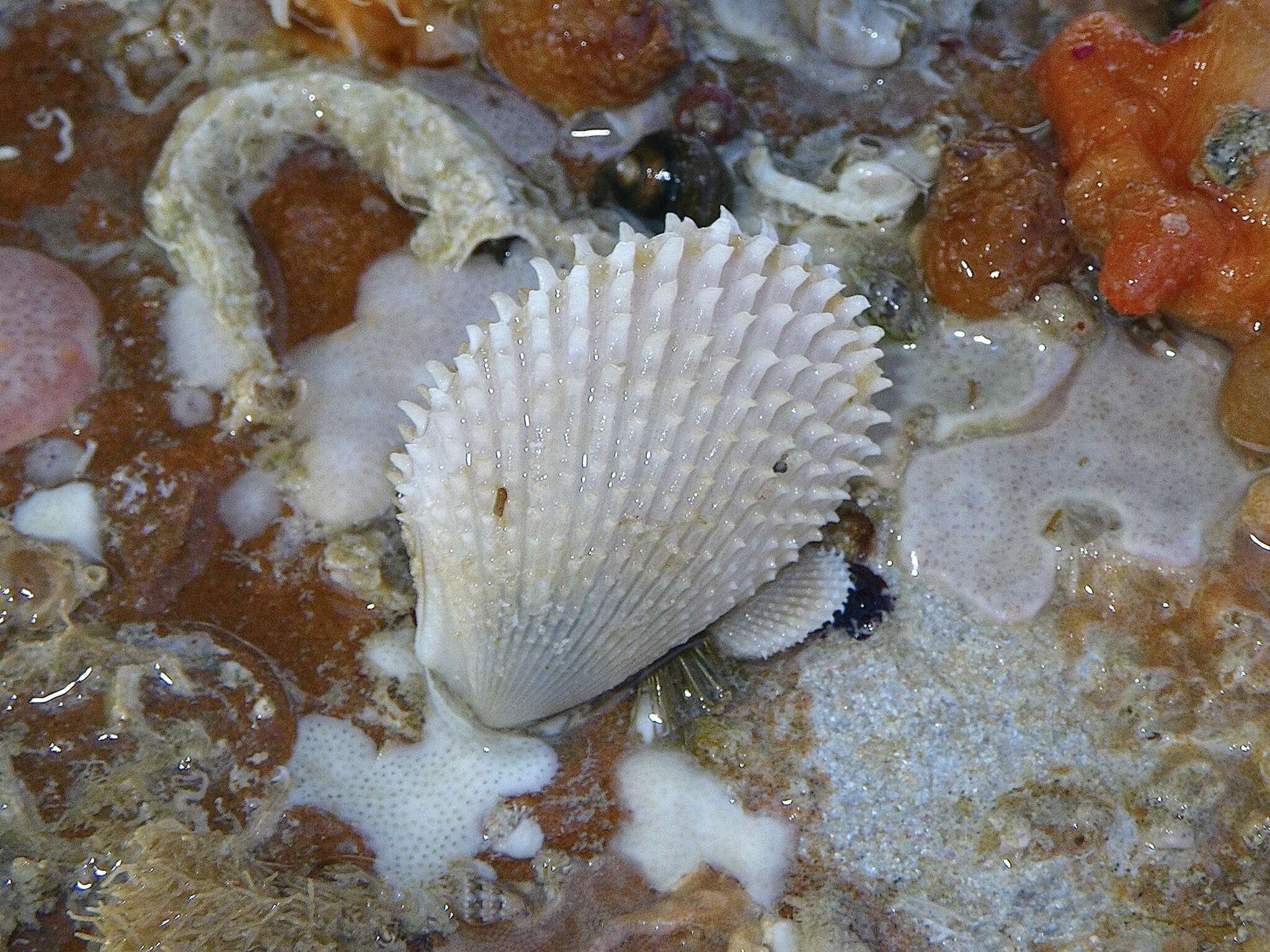 Image of Pacific fileclam