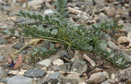 صورة Astragalus cimae var. sufflatus Barneby