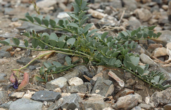 Image de Astragalus cimae var. sufflatus Barneby