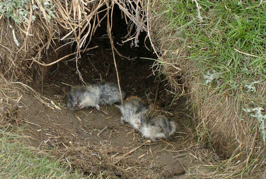 Image of BROWN LEMMING