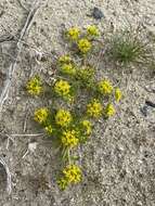 Sivun Lepidium flavum Torr. kuva