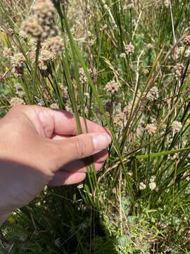 Слика од Scirpoides holoschoenus subsp. thunbergii (Schrad.) Soják