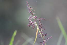 Image of Scleria myricocarpa Kunth