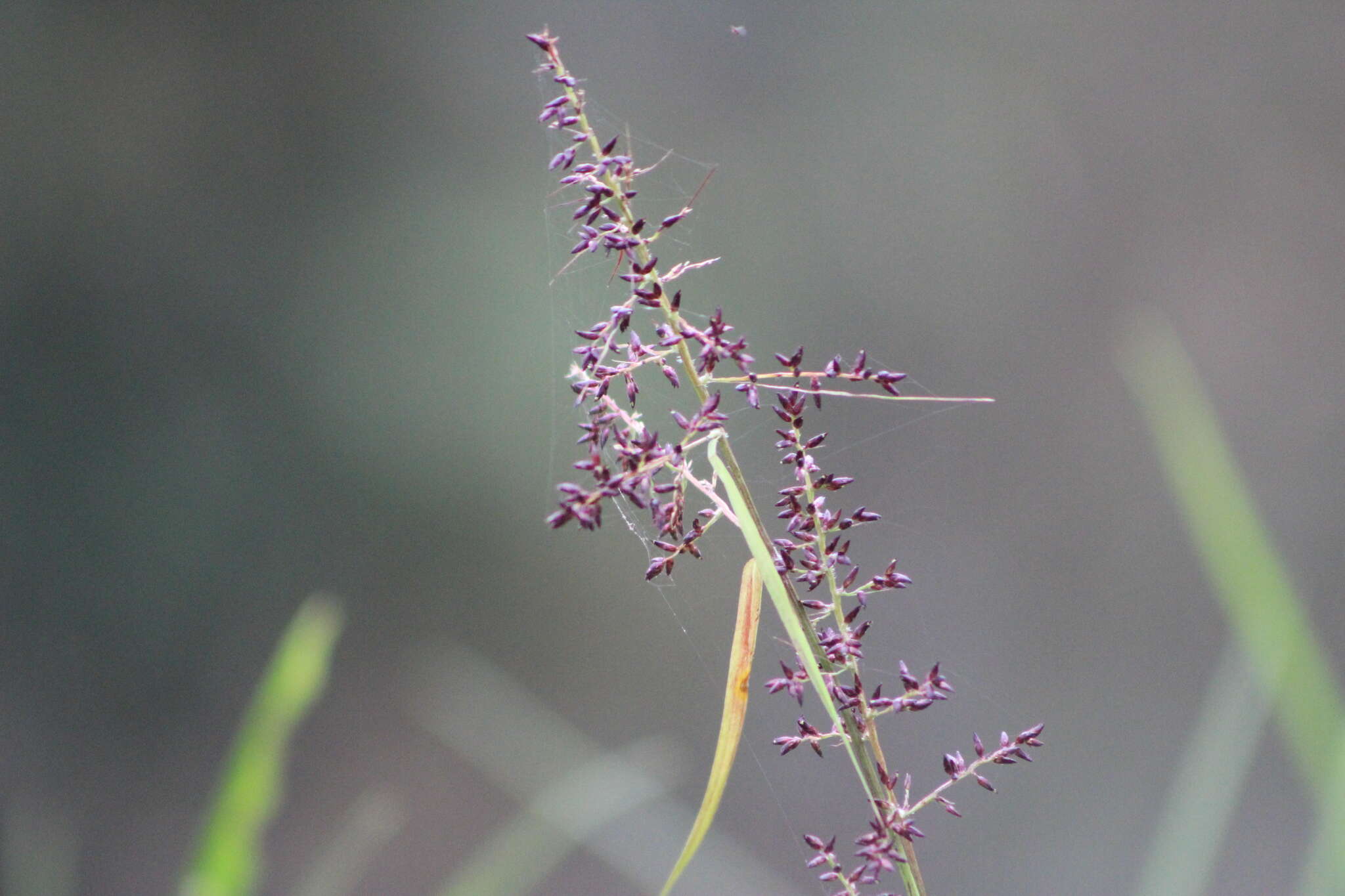 Image of Scleria myricocarpa Kunth