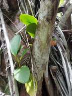 Peperomia obtusifolia (L.) A. Dietr. resmi