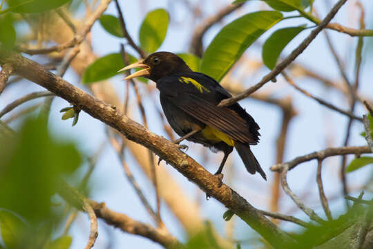 Image of Yellow-rumped Cacique