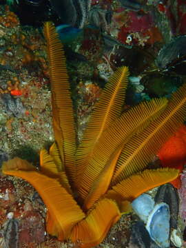 Image of elegant feather star