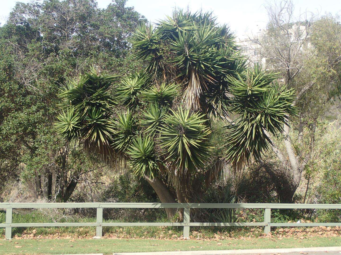 Plancia ëd Yucca gigantea Lem.