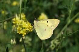 Image of Eastern Pale Clouded Yellow