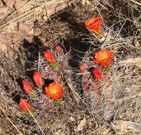 Image of Echinocereus coccineus subsp. transpecosensis