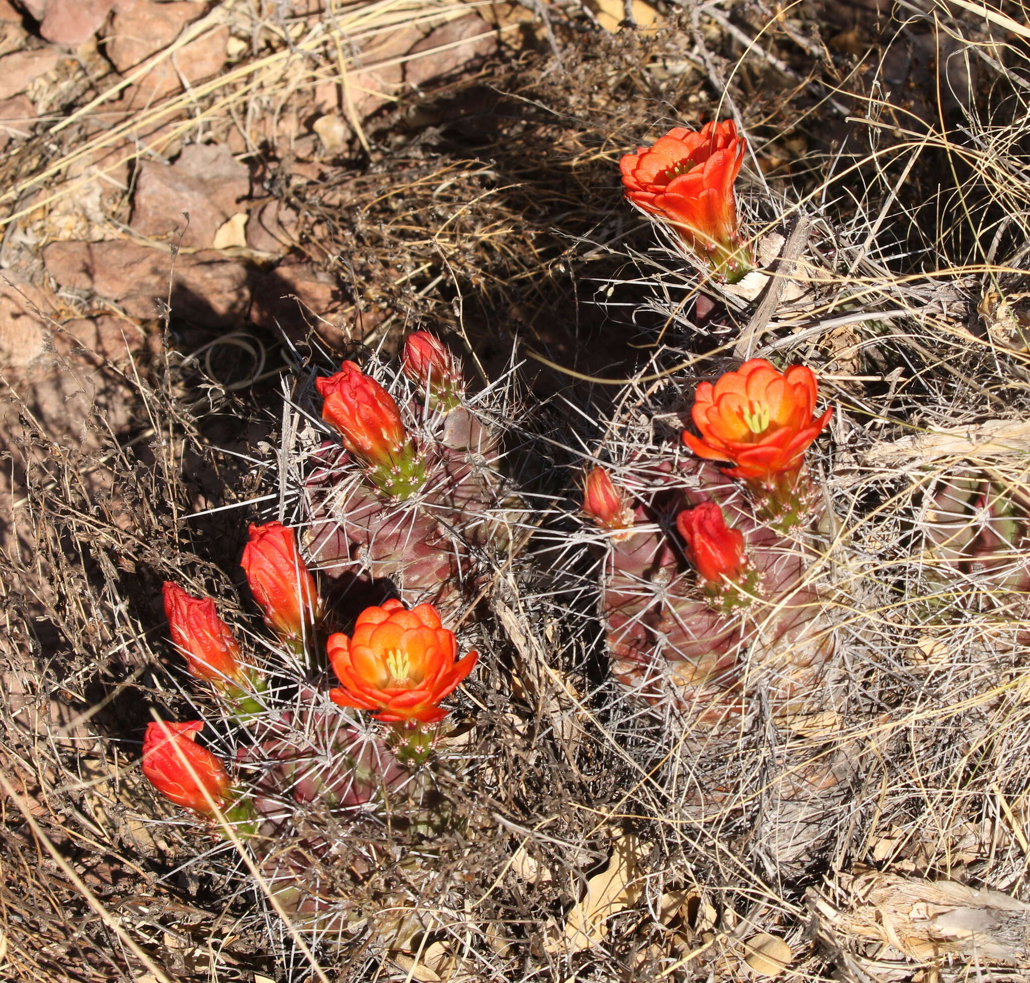 Image of Echinocereus coccineus subsp. transpecosensis