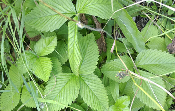 Image of Garden strawberry