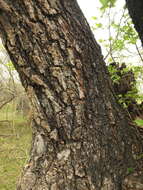 Imagem de Bauhinia racemosa Lam.